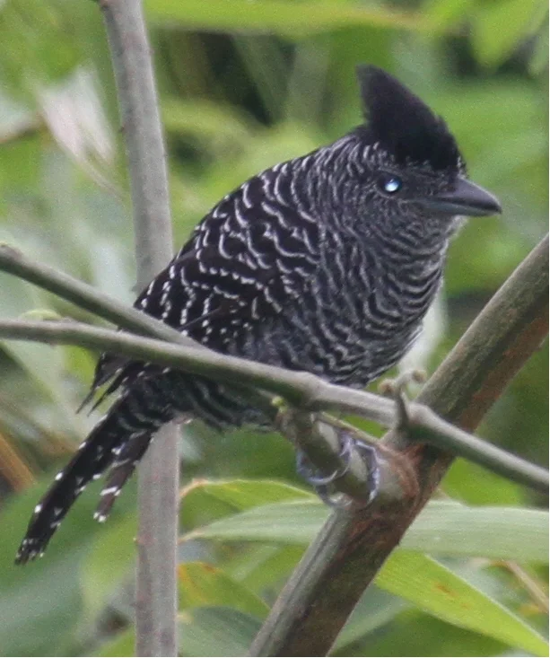 竹蚁鵙(Cymbilaimus sanctaemariae)