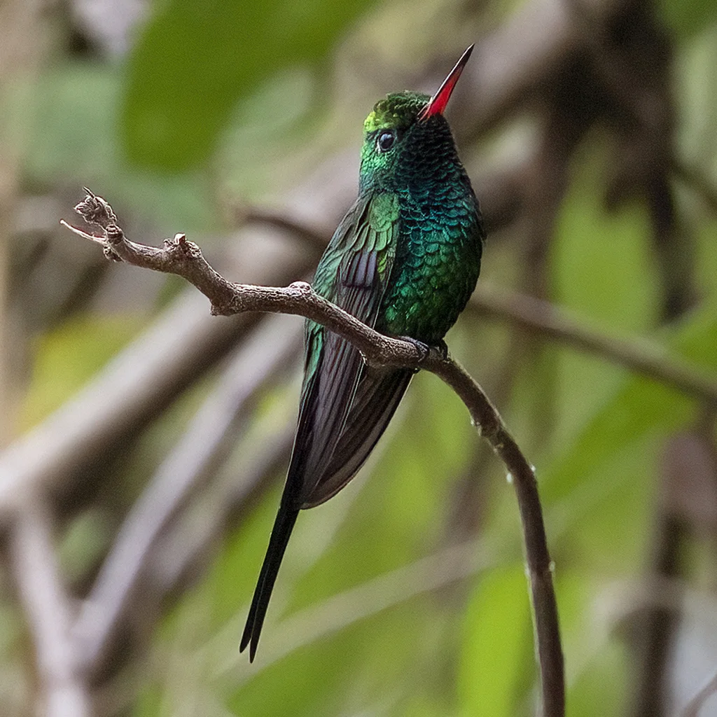 金冠翠蜂鸟(Cynanthus auriceps)