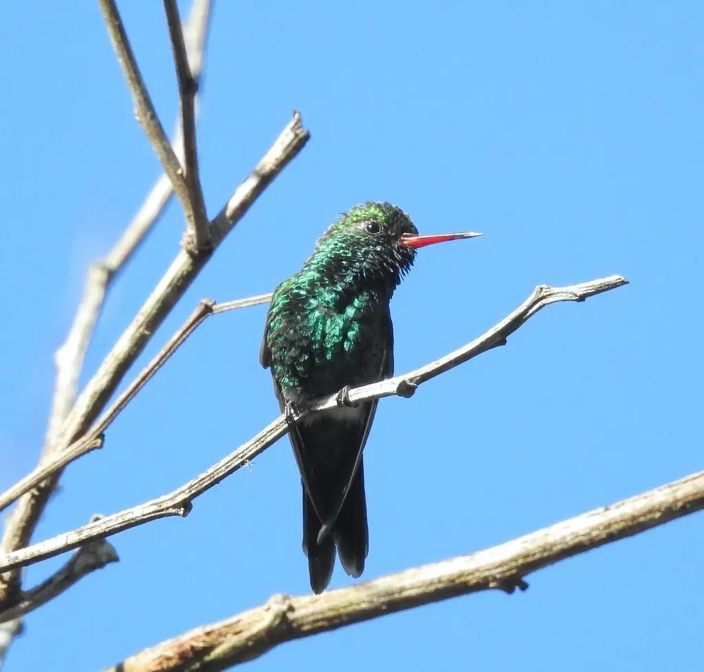 卡氏翠蜂鸟(Cynanthus canivetii)