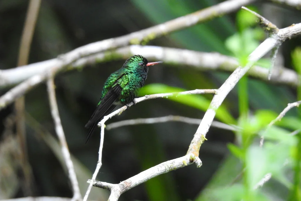 卡氏翠蜂鸟(Cynanthus canivetii)