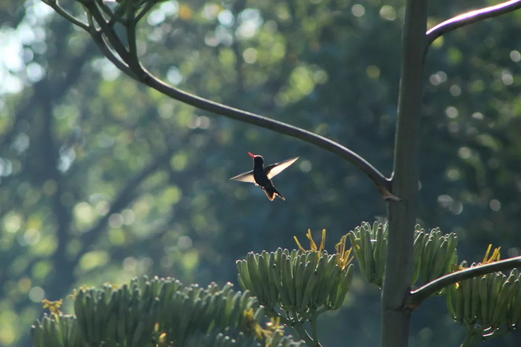 青绿阔嘴蜂鸟(Cynanthus doubledayi)