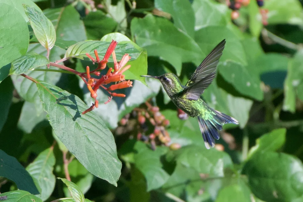科苏梅尔翠蜂鸟(Cynanthus forficatus)