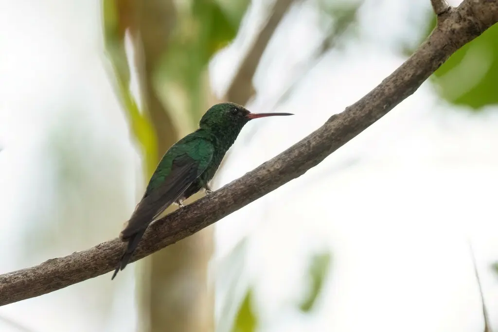 科苏梅尔翠蜂鸟(Cynanthus forficatus)