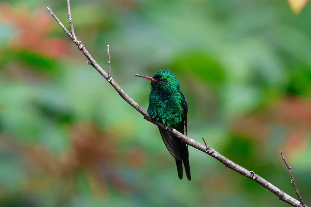 科苏梅尔翠蜂鸟(Cynanthus forficatus)