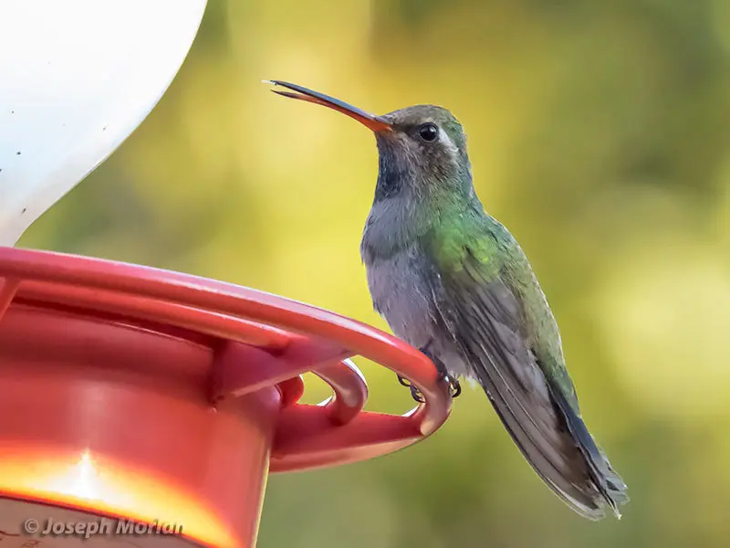 阔嘴蜂鸟(Cynanthus latirostris)