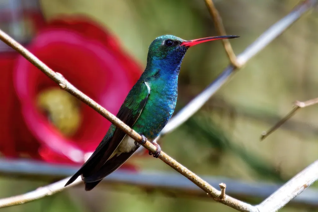 阔嘴蜂鸟(Cynanthus latirostris)