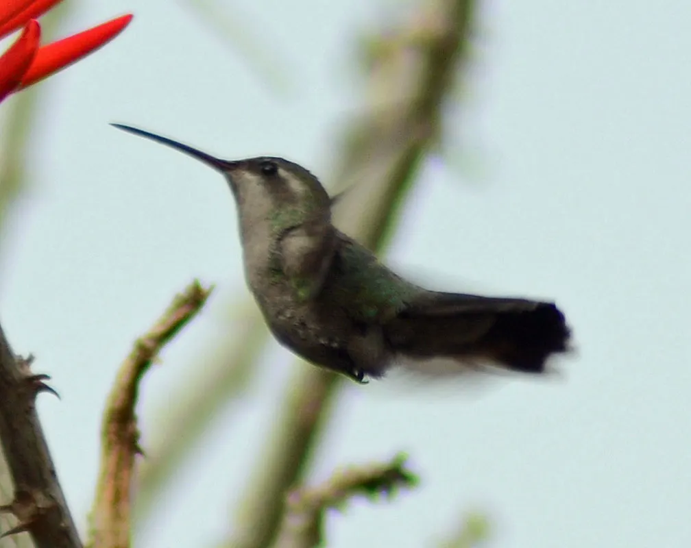 阔嘴蜂鸟(Cynanthus latirostris)