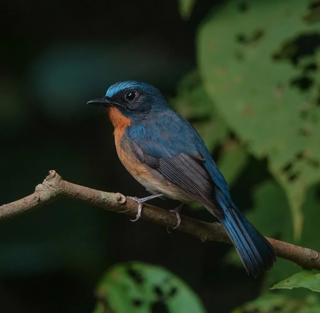 爪哇蓝仙鹟(Cyornis banyumas)
