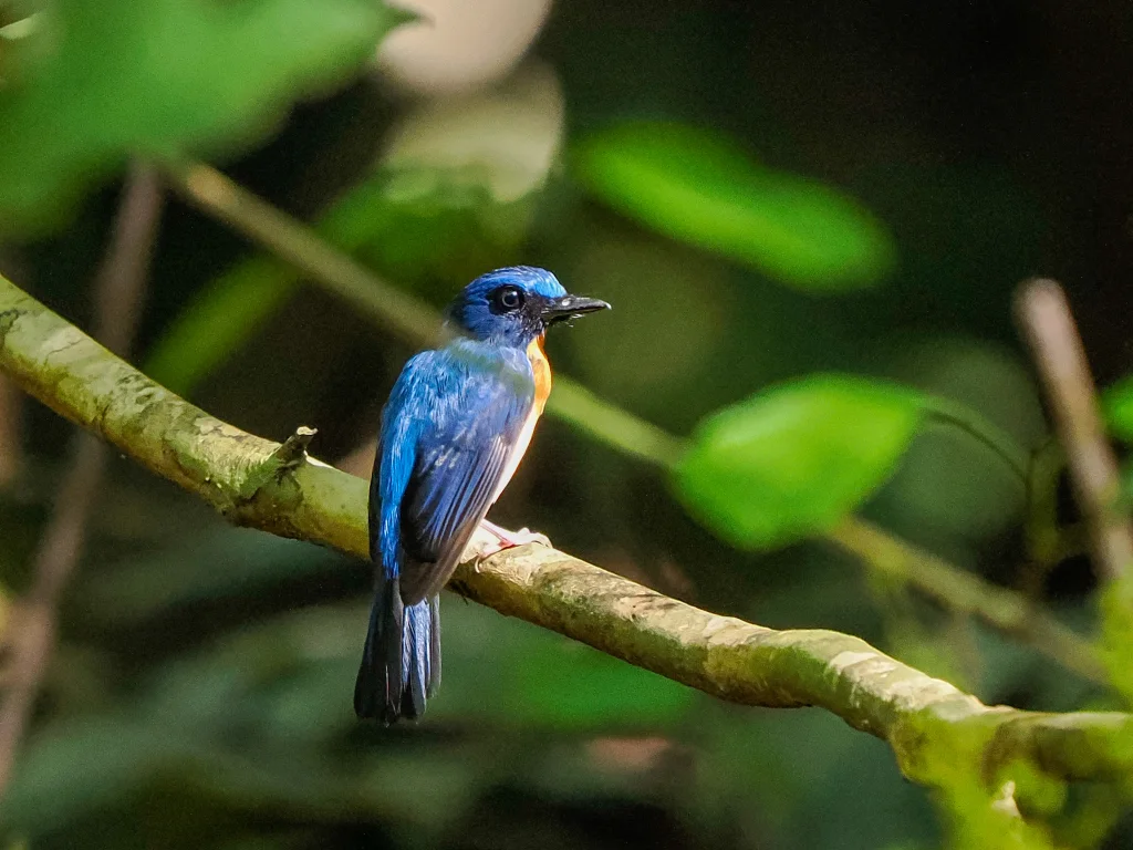 大嘴仙鹟(Cyornis caerulatus)