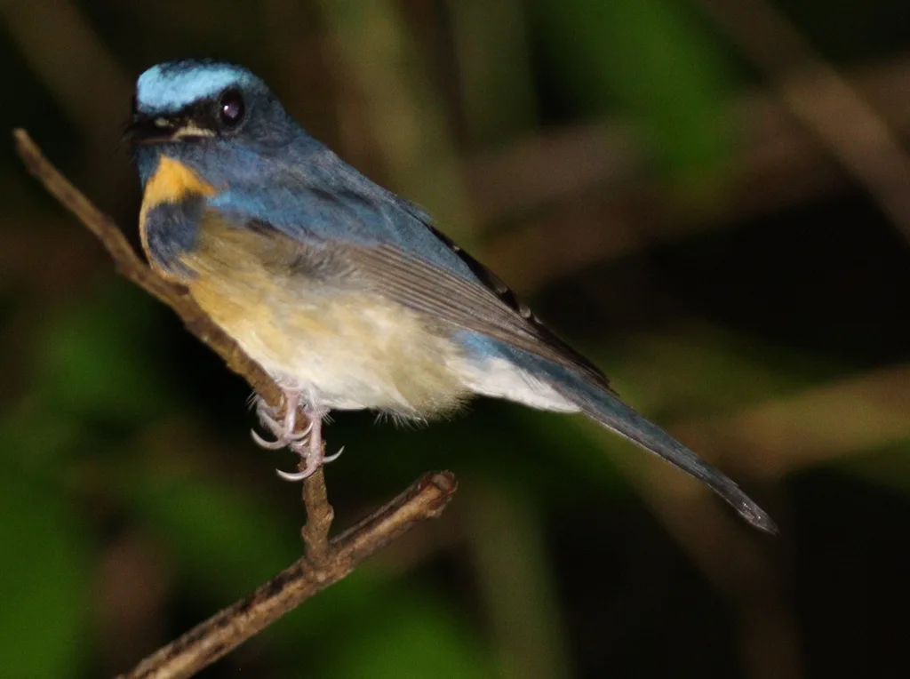 中华仙鹟(Cyornis glaucicomans)