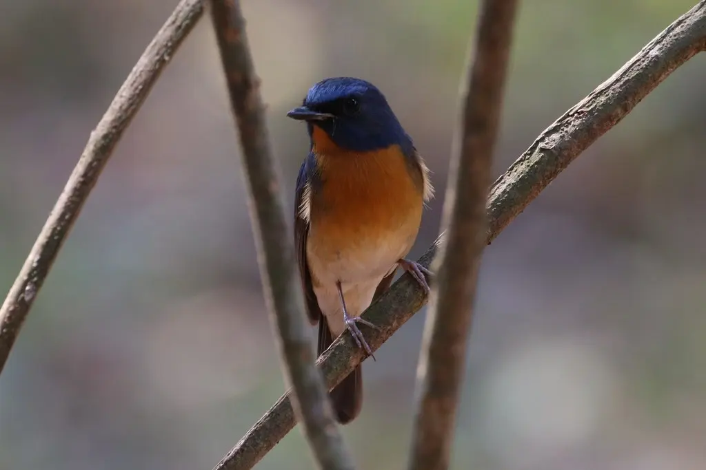 中华仙鹟(Cyornis glaucicomans)