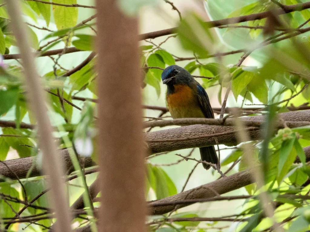 中华仙鹟(Cyornis glaucicomans)