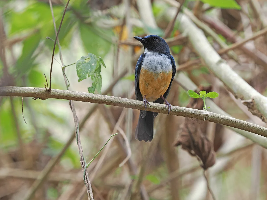 卡岛仙鹟(Cyornis kalaoensis)