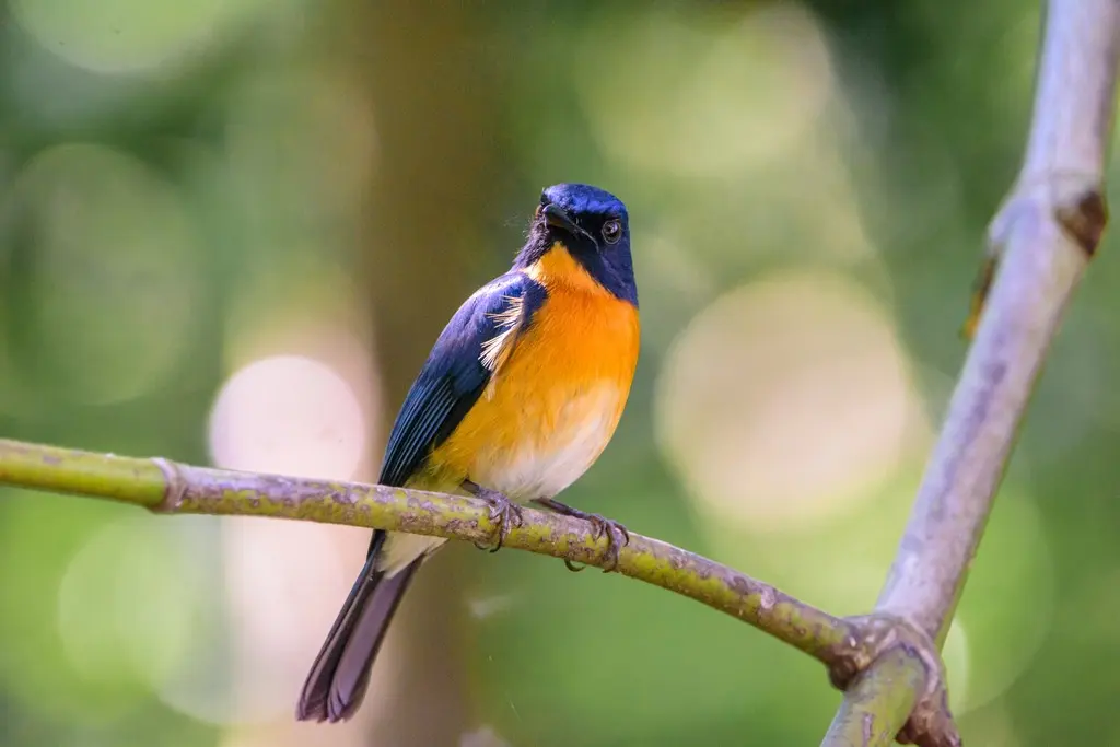 巴拉望仙鹟(Cyornis lemprieri)