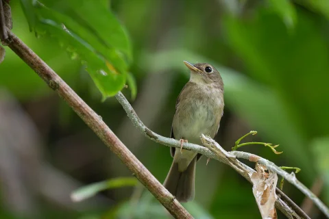 尼科巴林鹟
