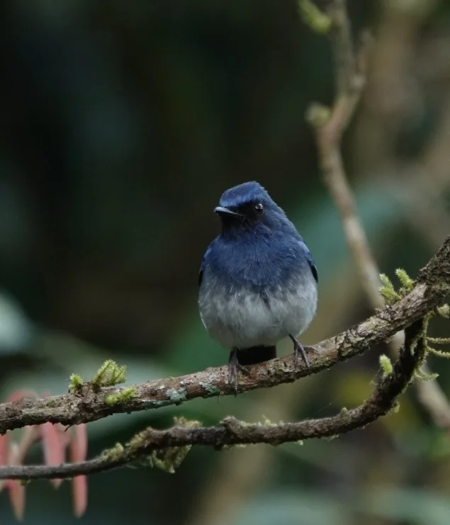 白腹仙鹟(Cyornis pallidipes)