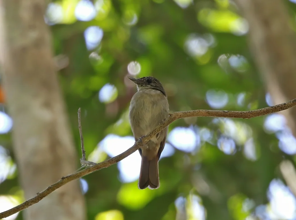 邦盖林鹟(Cyornis pelingensis)