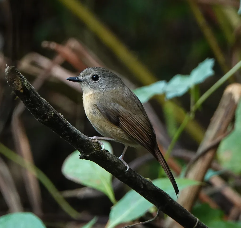 灰颊仙鹟(Cyornis poliogenys)