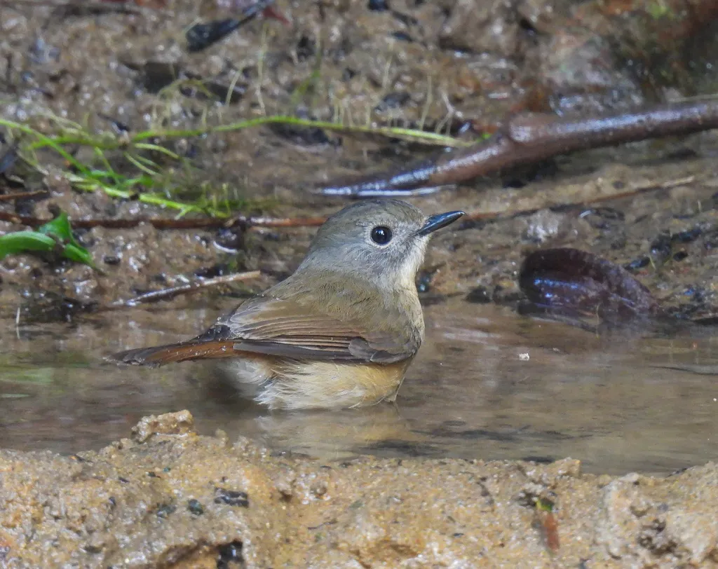 灰颊仙鹟(Cyornis poliogenys)