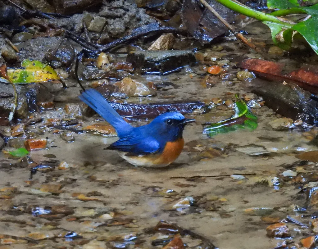 蓝喉仙鹟(Cyornis rubeculoides)