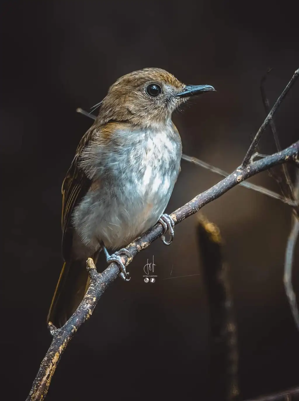 棕尾林鹟(Cyornis ruficauda)