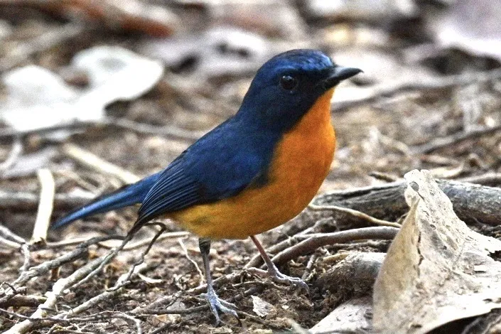 红树仙鹟(Cyornis rufigastra)