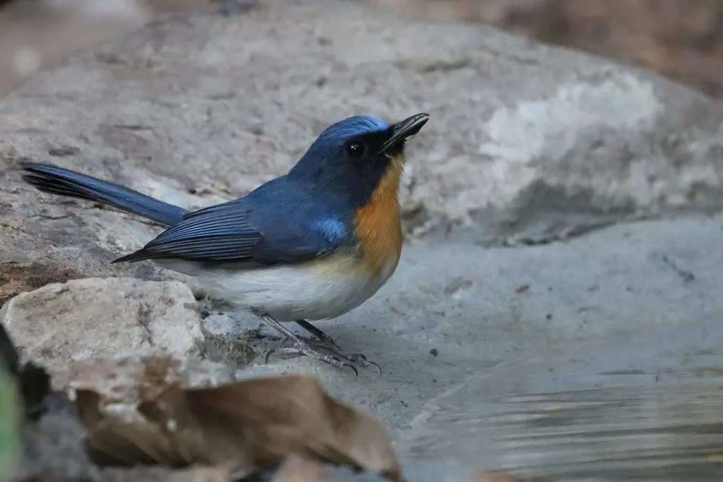 印支蓝仙鹟(Cyornis sumatrensis)