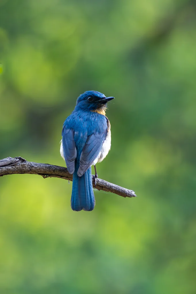 梯氏仙鹟(Cyornis tickelliae)