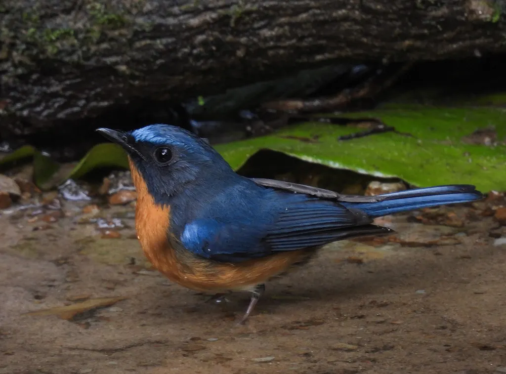 山蓝仙鹟(Cyornis whitei)
