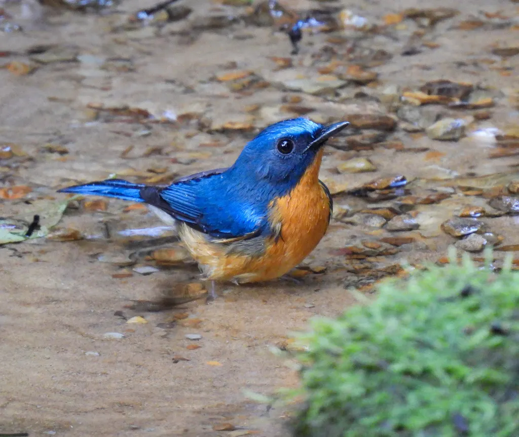 山蓝仙鹟(Cyornis whitei)