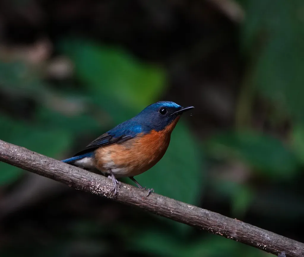 山蓝仙鹟(Cyornis whitei)