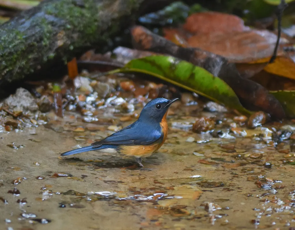 山蓝仙鹟(Cyornis whitei)