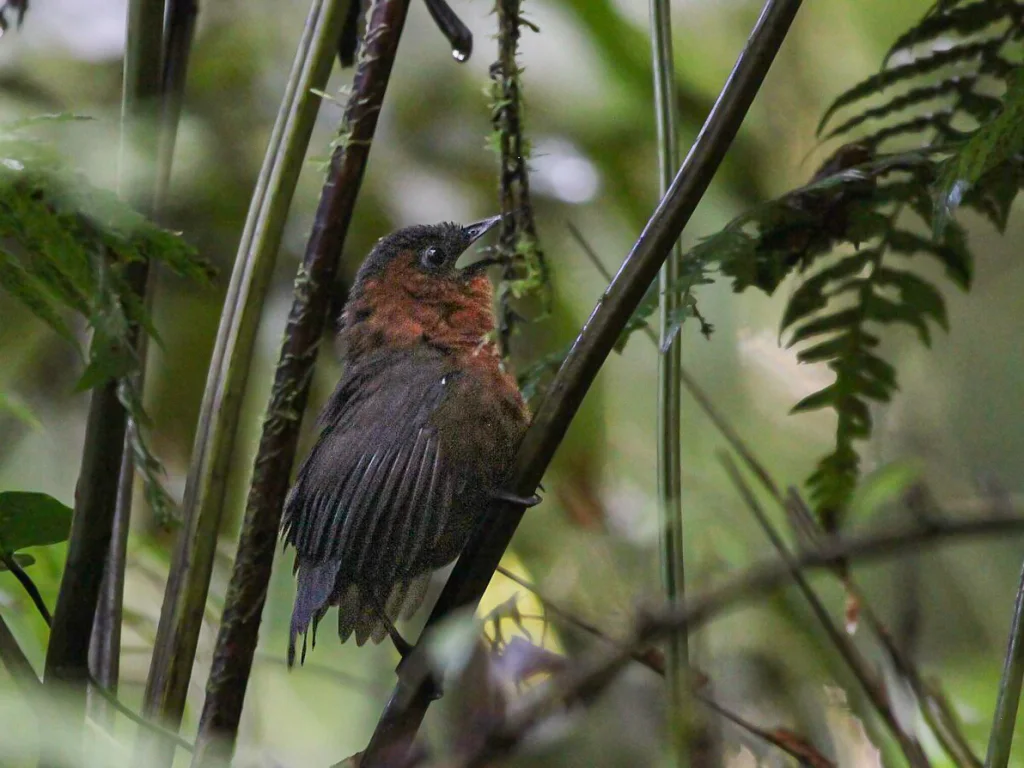 南栗胸歌鹪鹩(Cyphorhinus thoracicus)