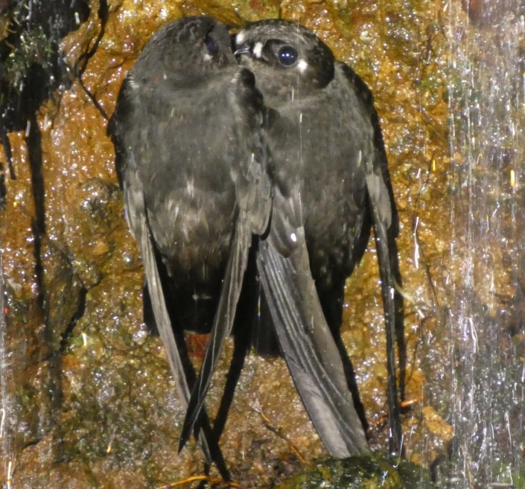 斑额黑雨燕(Cypseloides cherriei)