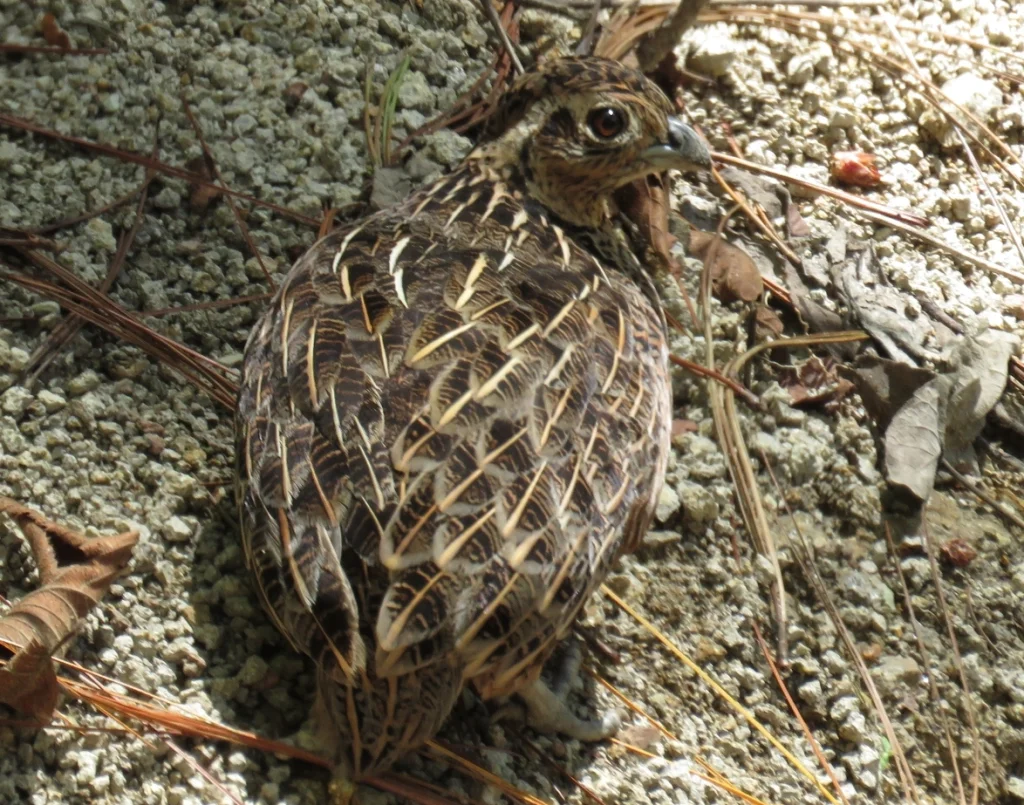 眼斑彩鹑(Cyrtonyx ocellatus)