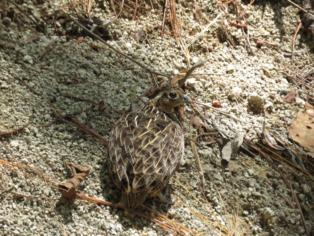 眼斑彩鹑(Cyrtonyx ocellatus)