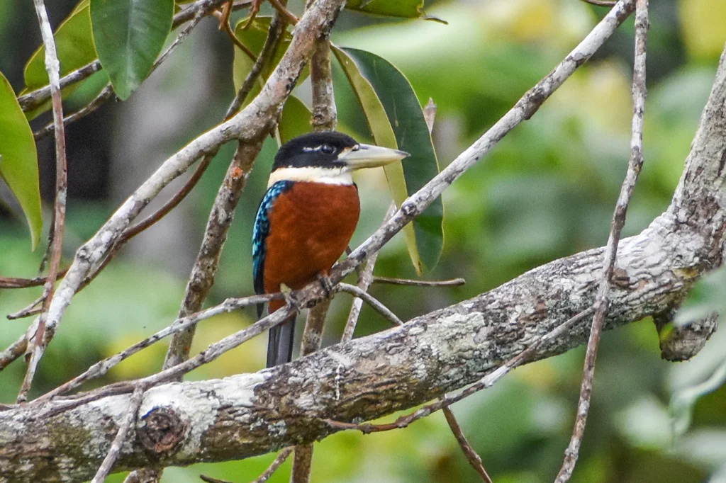 棕腹笑翠鸟(Dacelo gaudichaud)