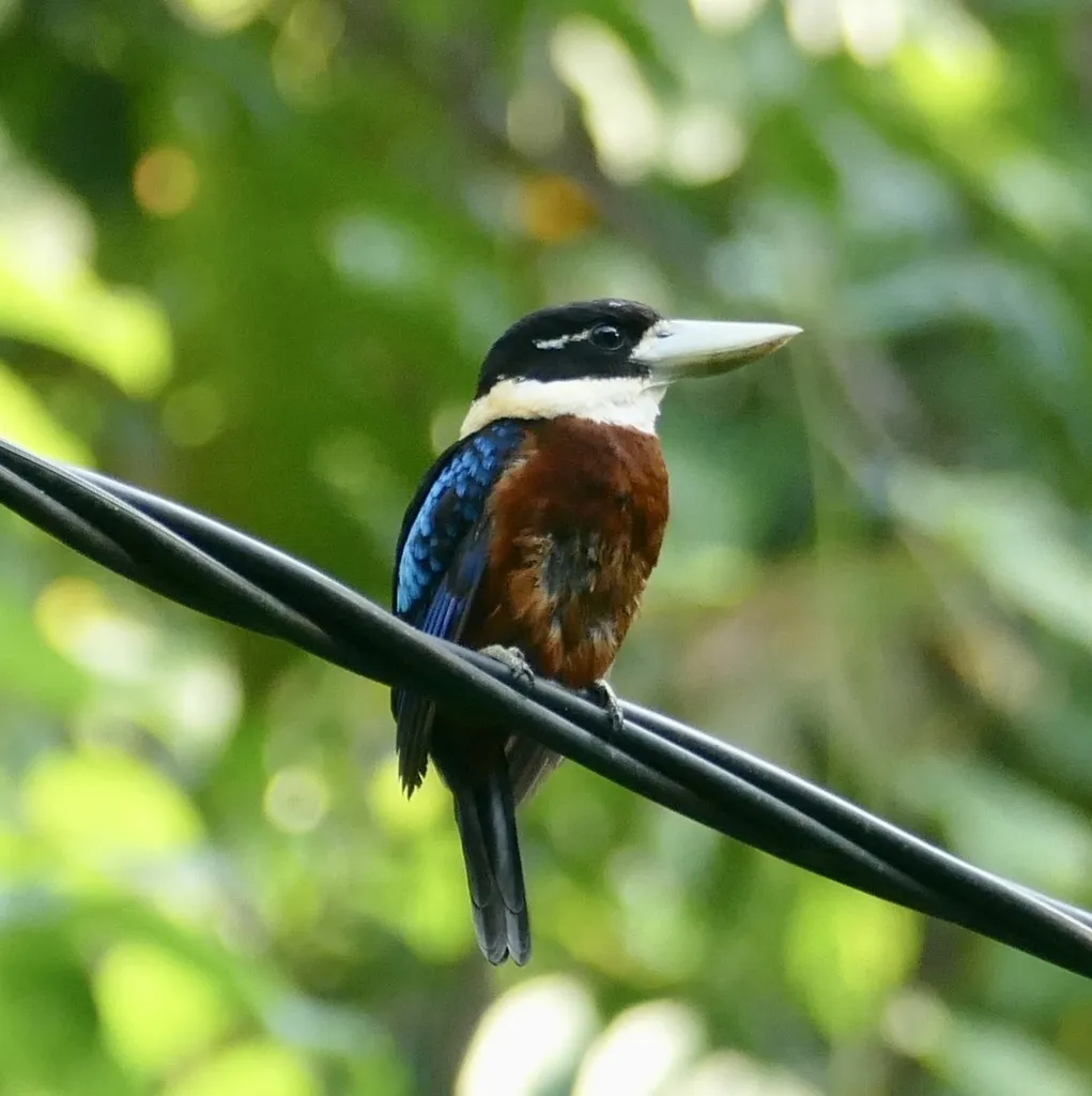 棕腹笑翠鸟(Dacelo gaudichaud)