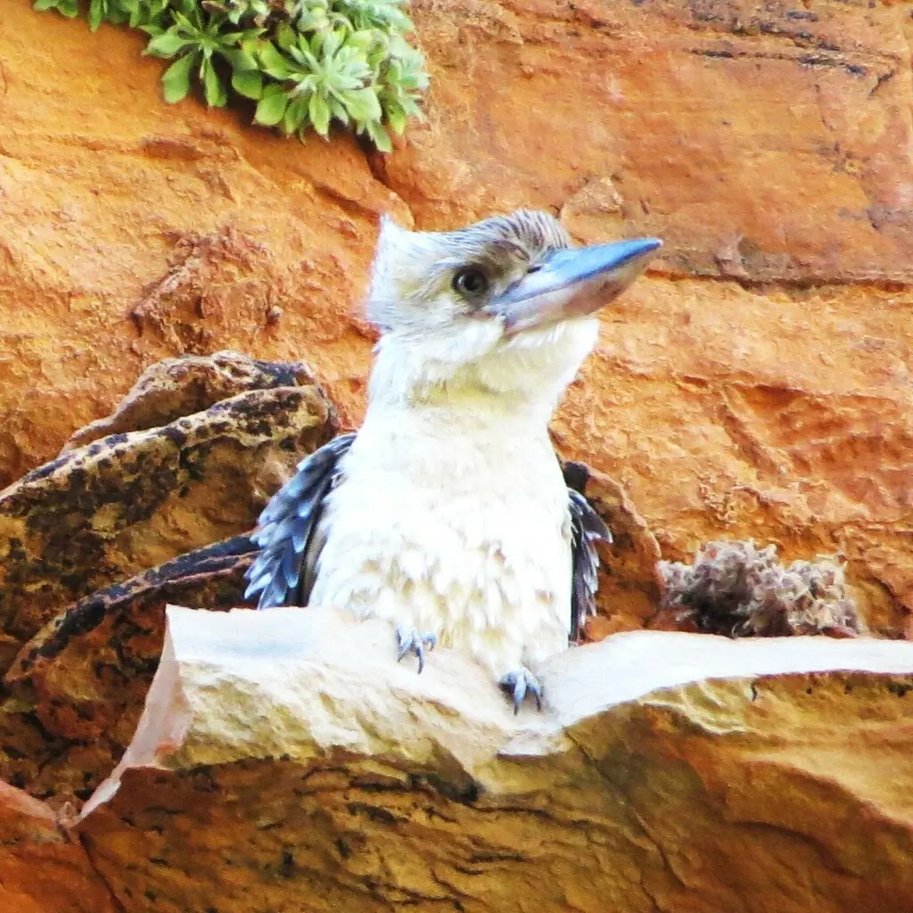 蓝翅笑翠鸟(Dacelo leachii)