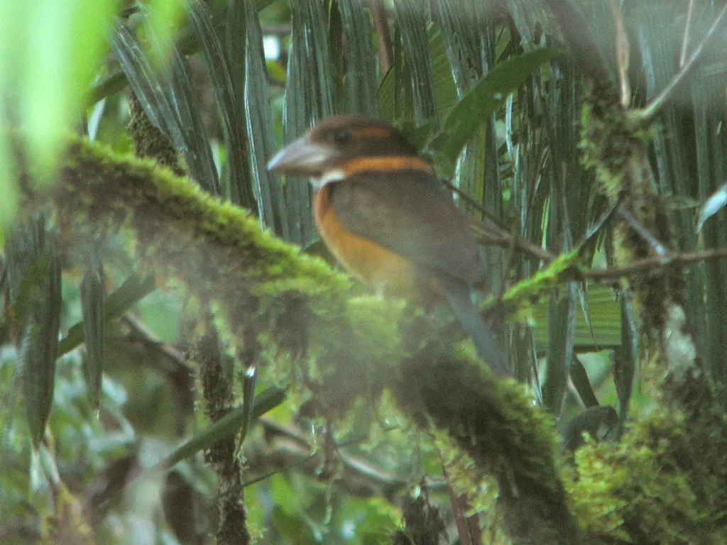 铲嘴翠鸟(Dacelo rex)