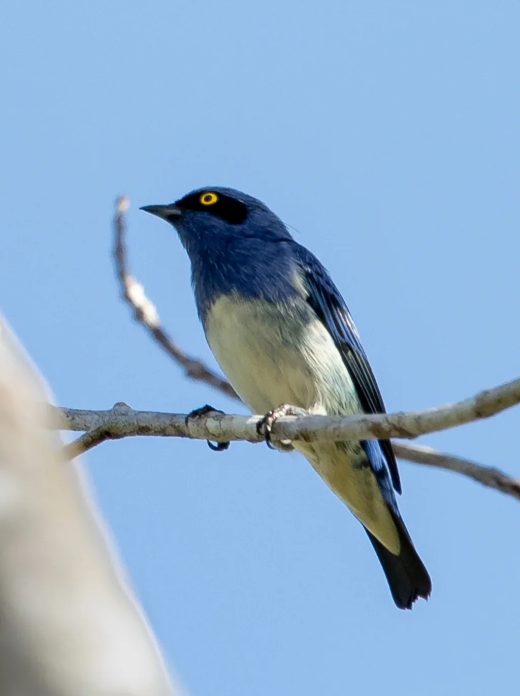 白腹锥嘴雀(Dacnis albiventris)