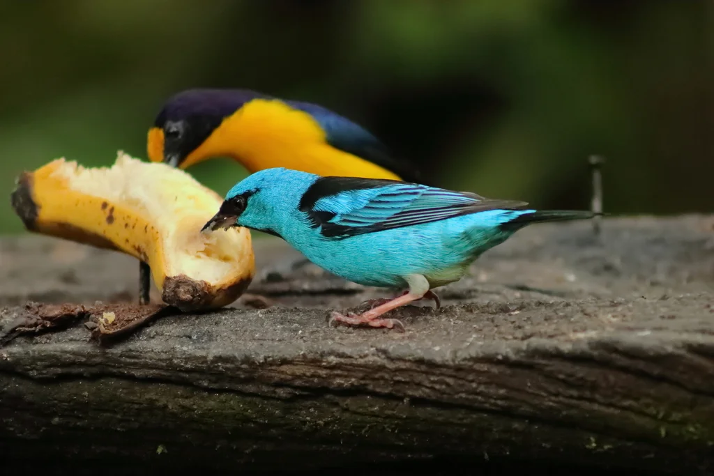 蓝锥嘴雀(Dacnis cayana)