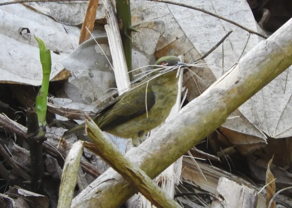 黄腹锥嘴雀(Dacnis flaviventer)