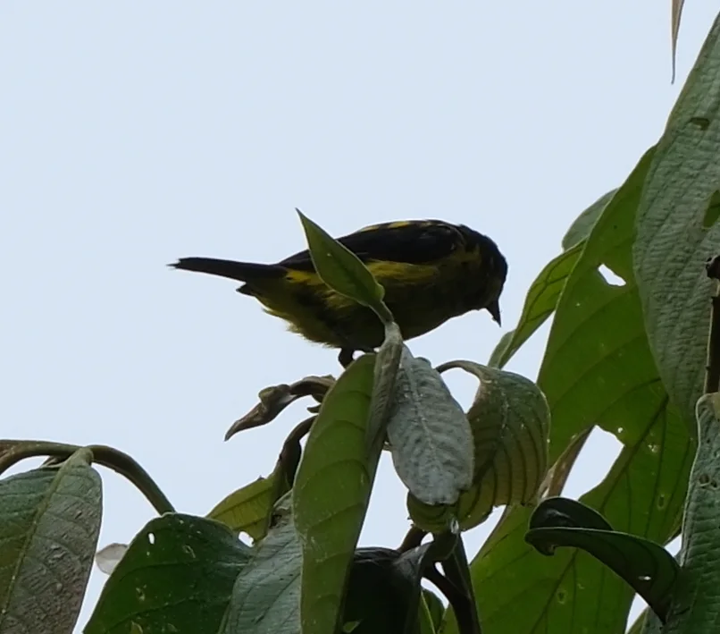 黄腹锥嘴雀(Dacnis flaviventer)