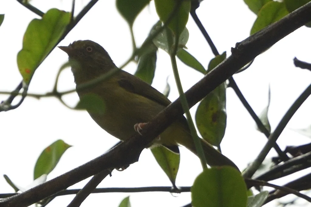 黑脸锥嘴雀(Dacnis lineata)