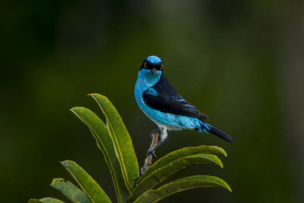 黑脸锥嘴雀(Dacnis lineata)