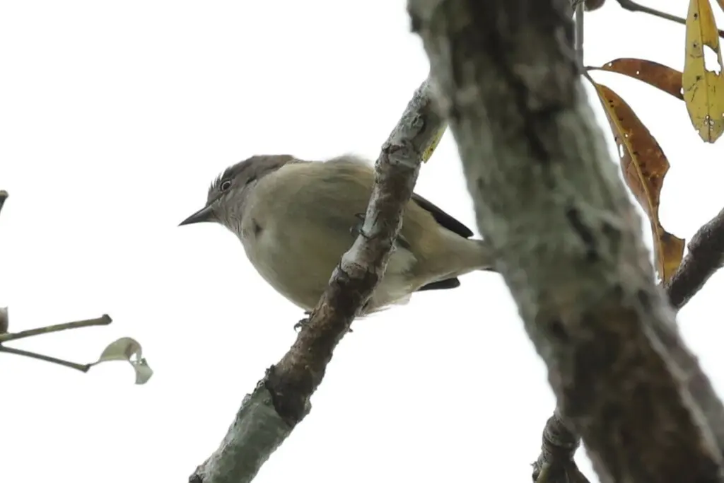 黑脸锥嘴雀(Dacnis lineata)