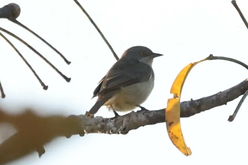 黑脸锥嘴雀(Dacnis lineata)