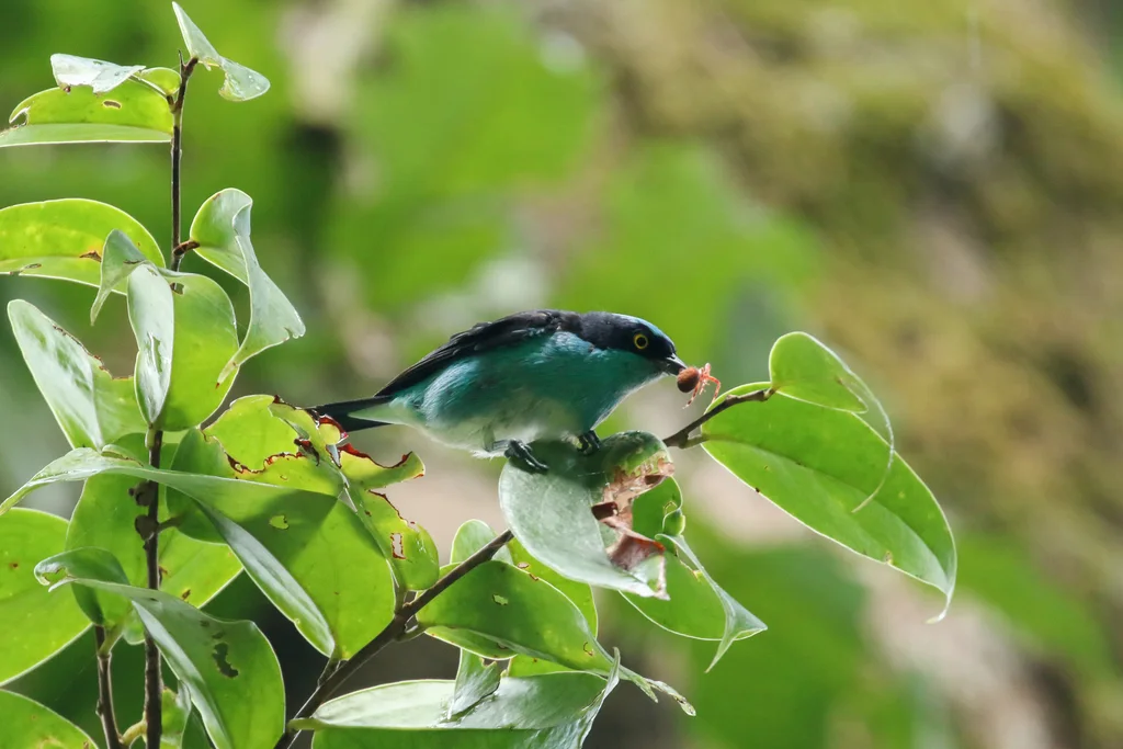 黑脸锥嘴雀(Dacnis lineata)