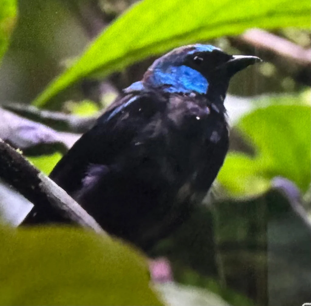 红腿锥嘴雀(Dacnis venusta)